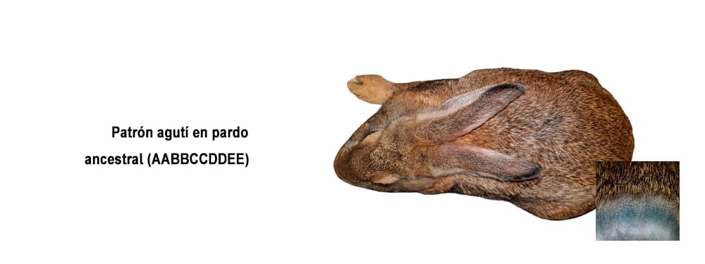Conejo patrón agutí en pardo ancestral